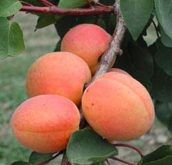 Abricotier 'Rouge du Roussillon'